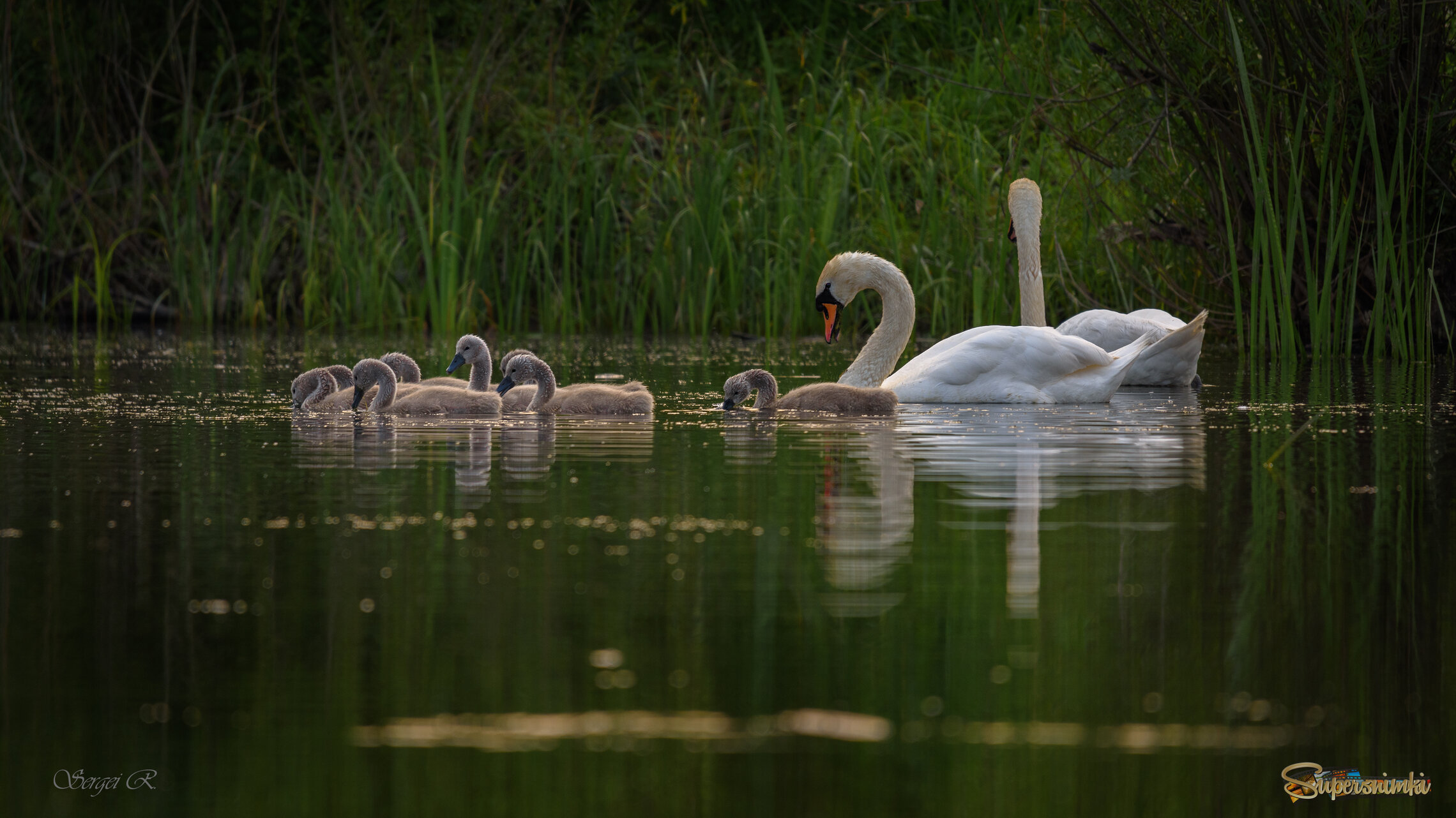 Лебедей семейство...