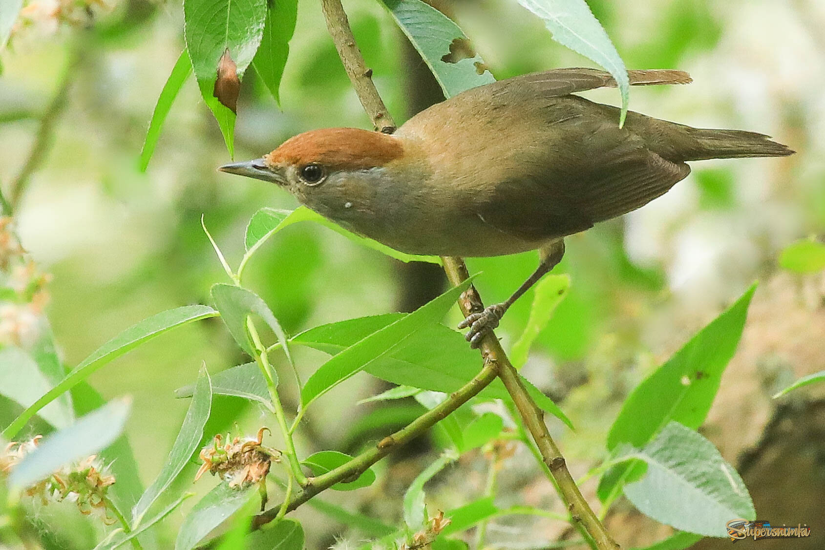 В погоне за мошками