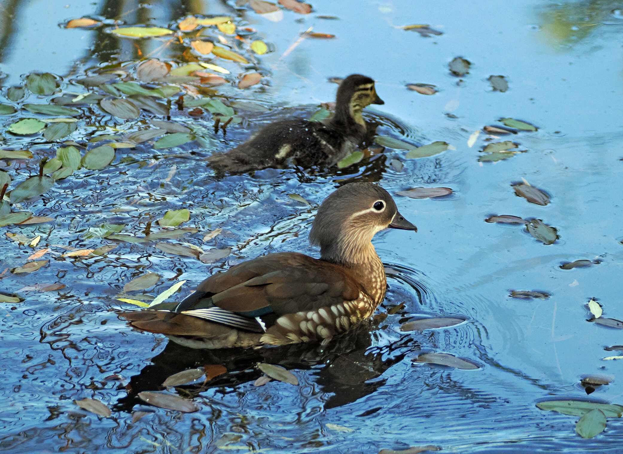 Утка - мандаринка, самка, и её потомство.