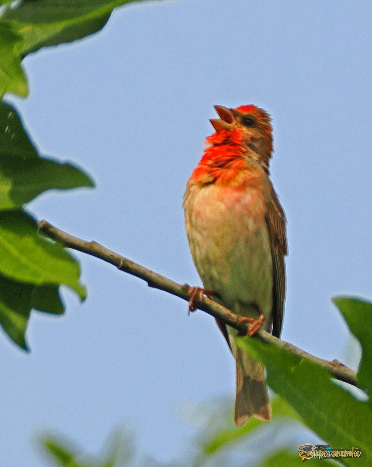 Обыкновенная чечевица, самец.