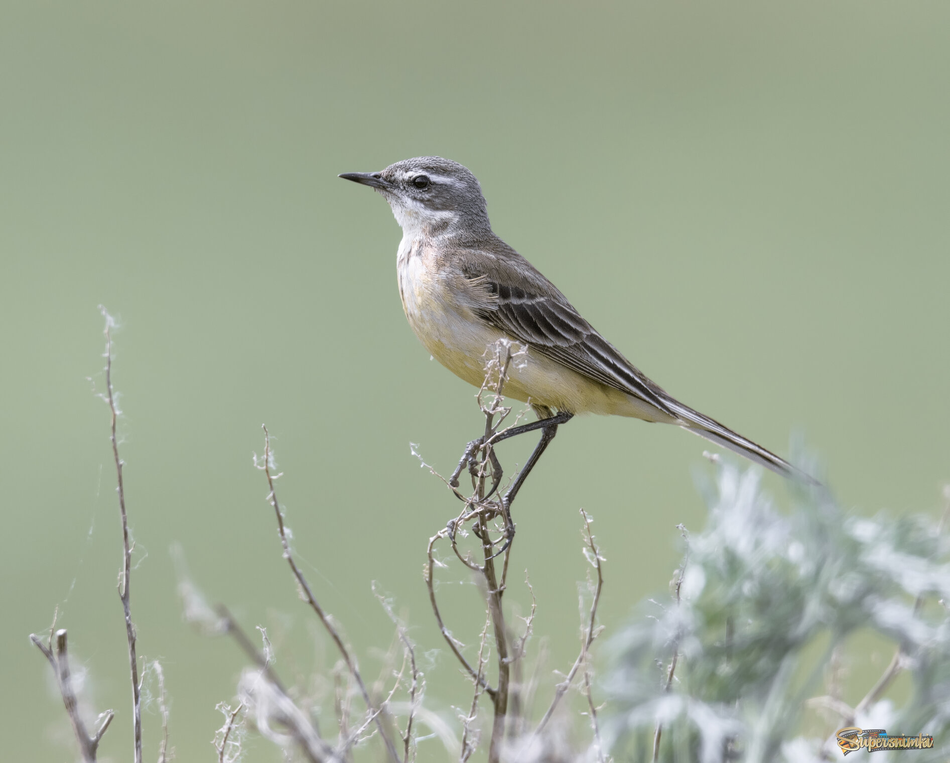 ПОРТРЕТ, ОЛИЦЕТВОРЯЮЩИЙ ДОСТОИНСТВО  )