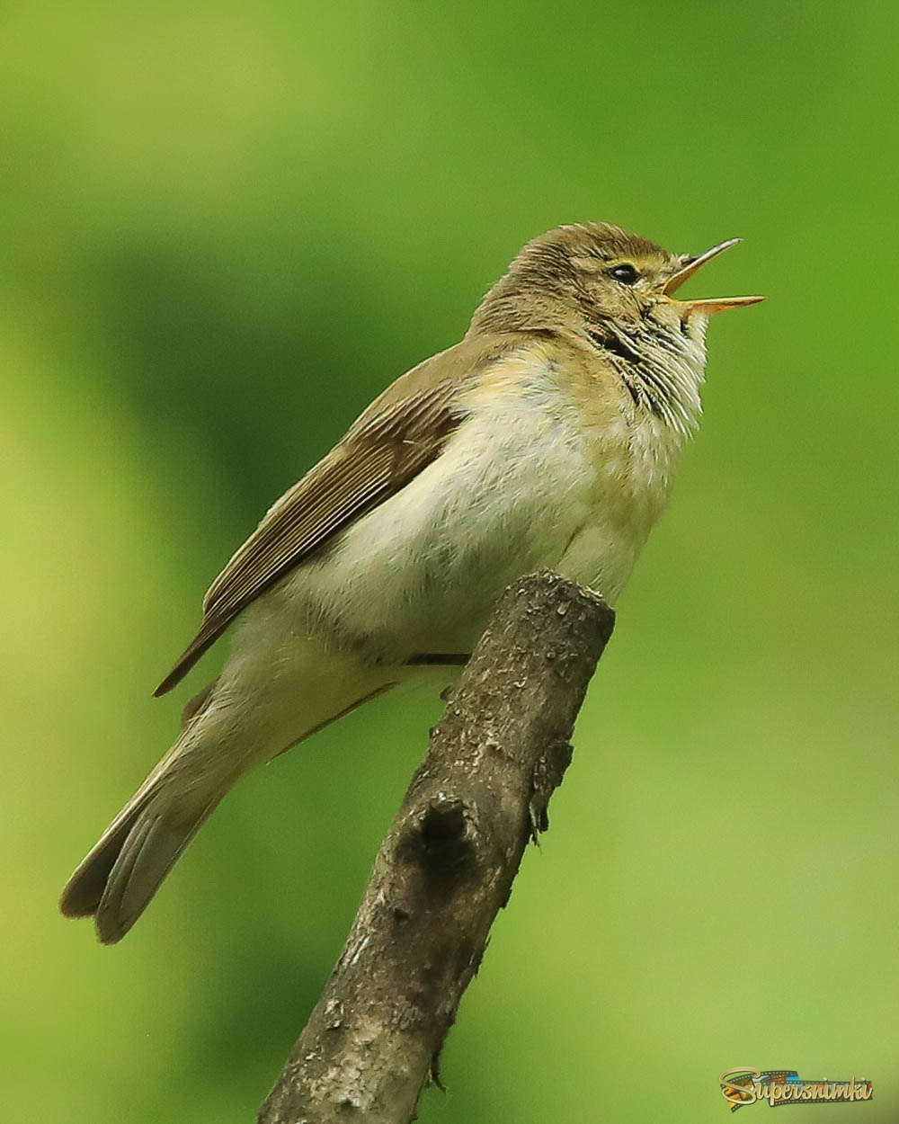Песня веснички