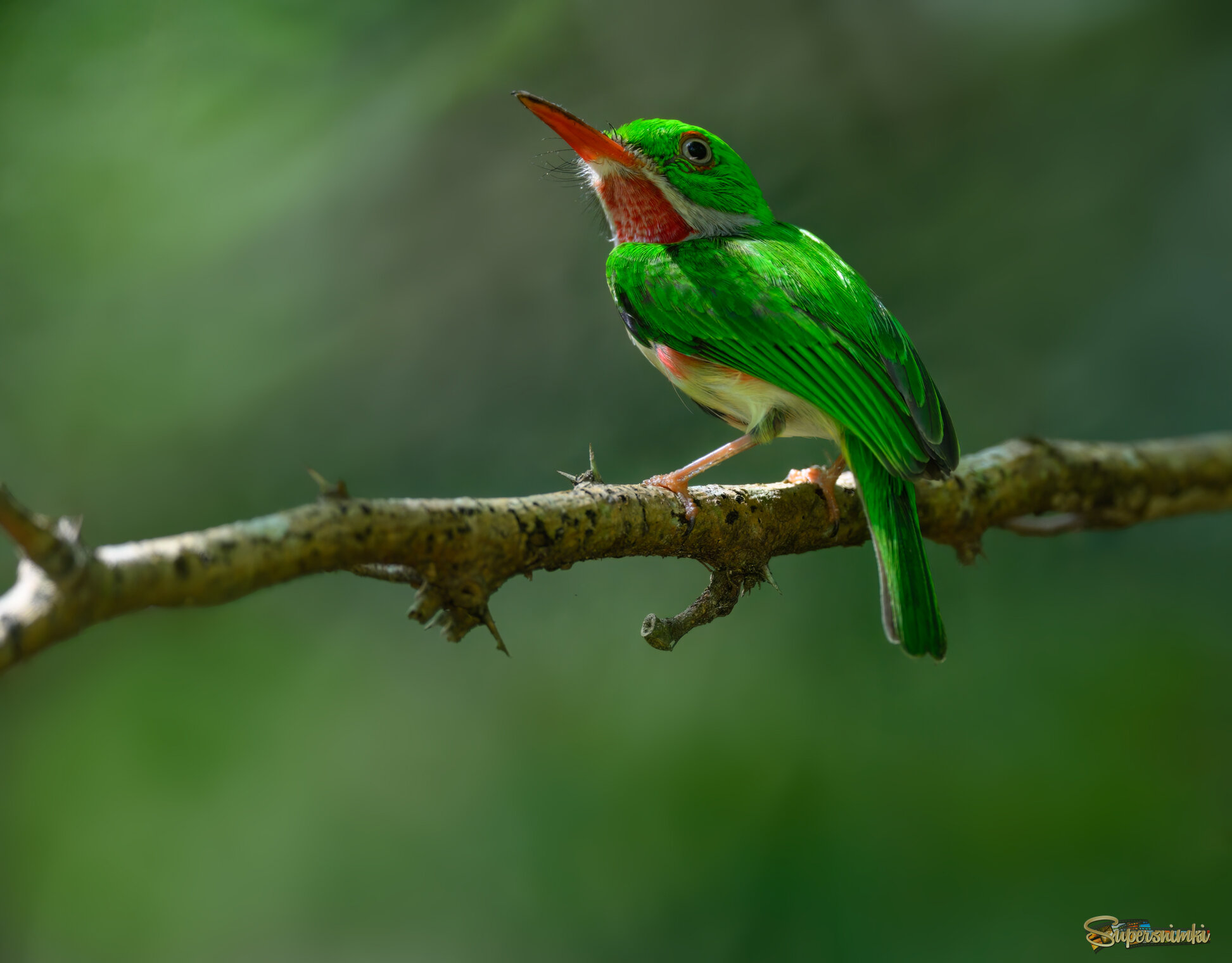 Broad-billed Tody