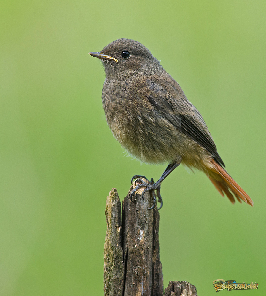 Юный горихвостик чернушка