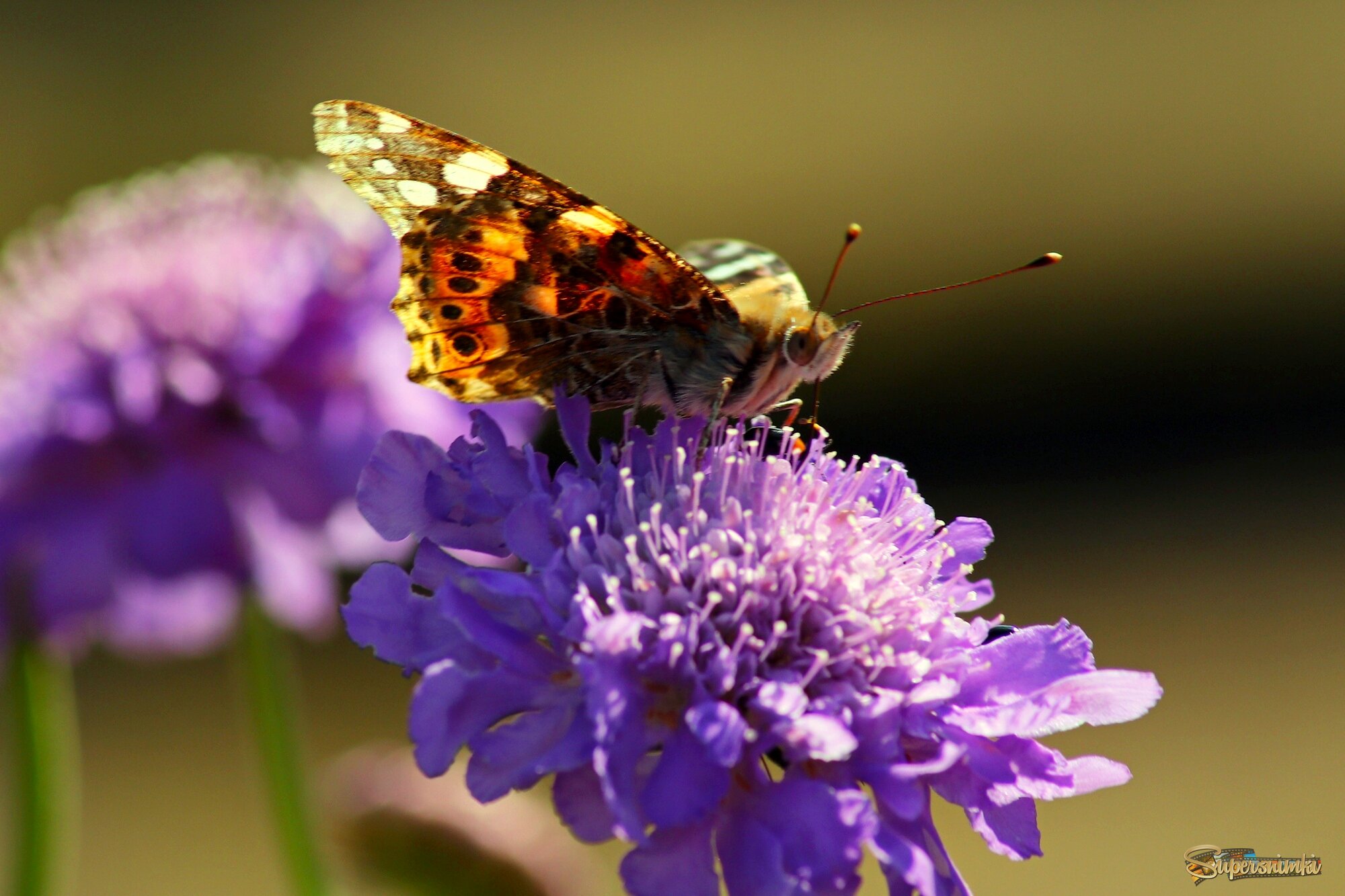 Утро бабочки