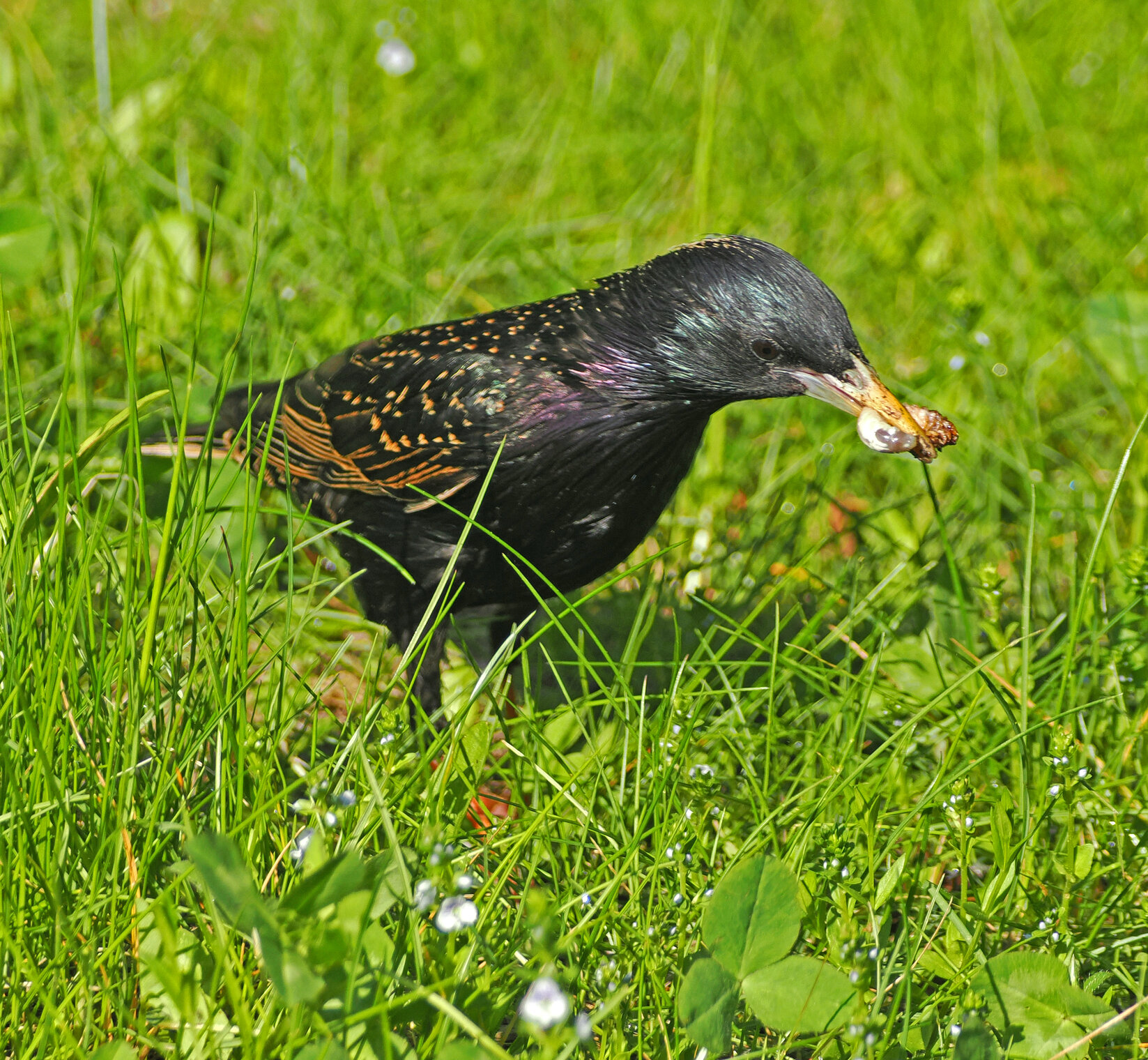 Обыкновенный скворец, но с добычей!