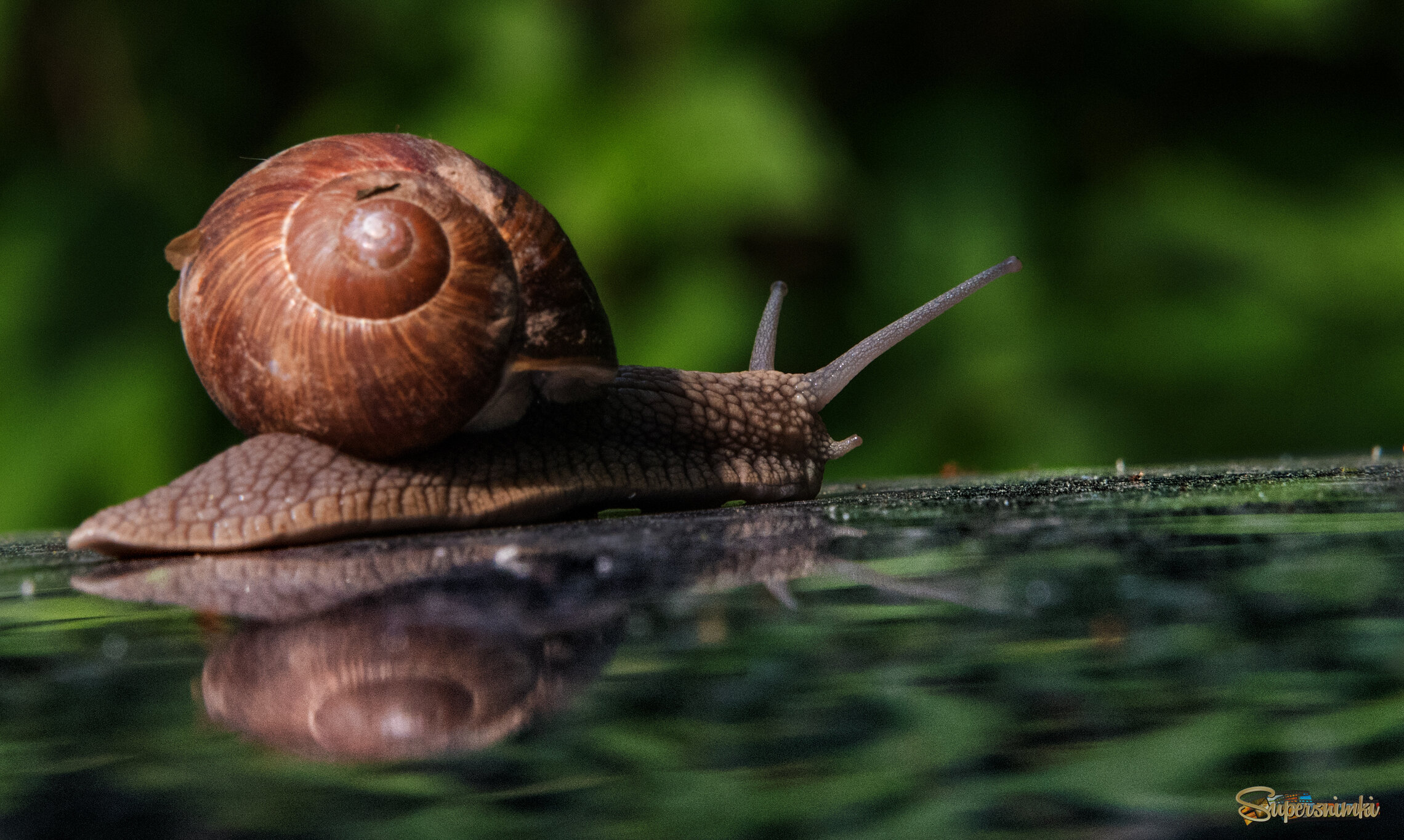 Путешествие улитки.