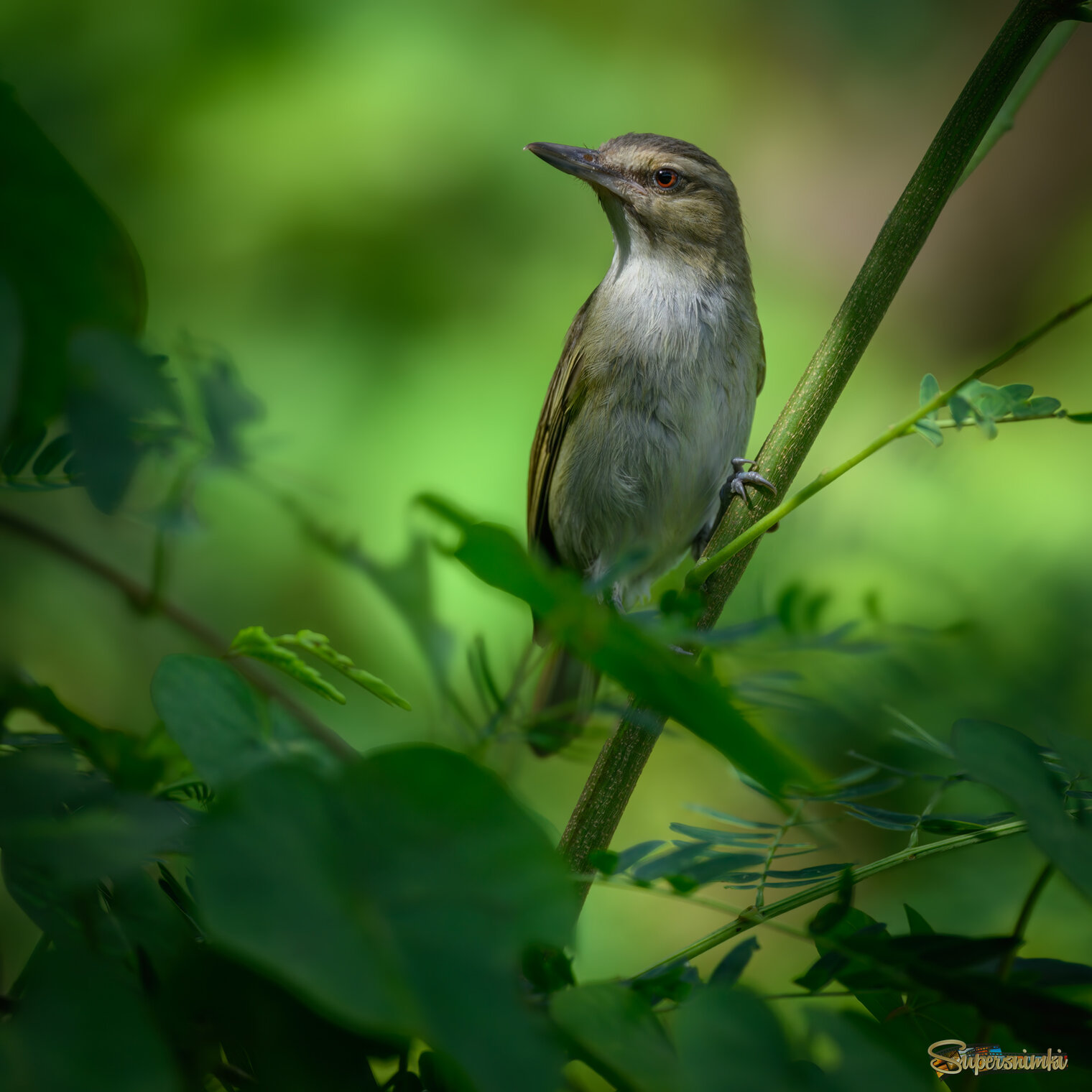 Black-whiskered Vireo