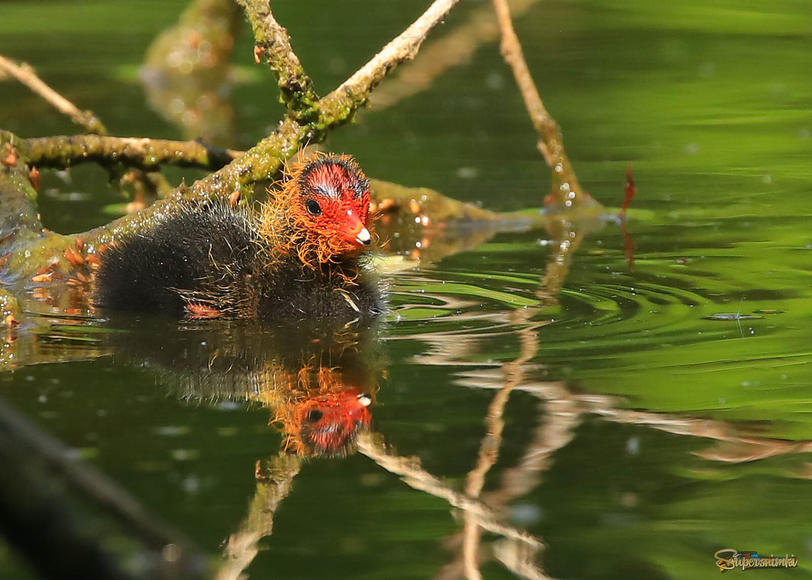 Первые шаги в большом мире