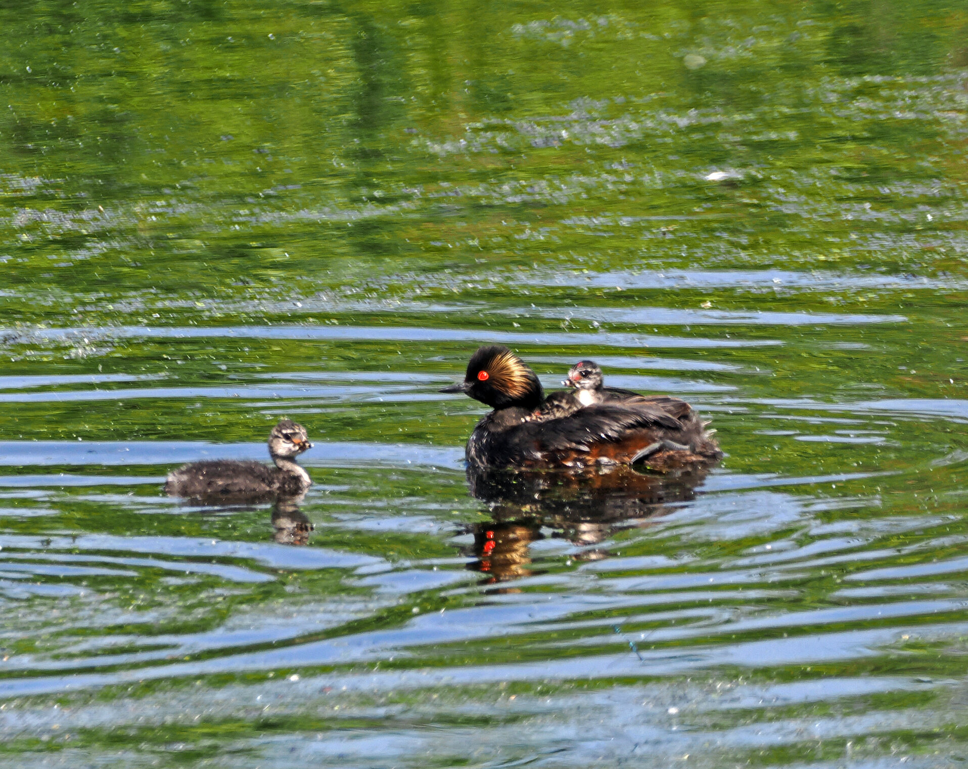Черношейная поганка с птенцами.