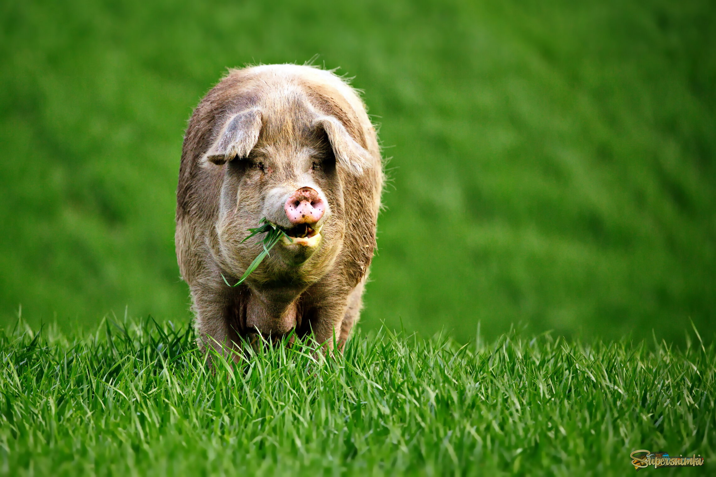 Душевный свин