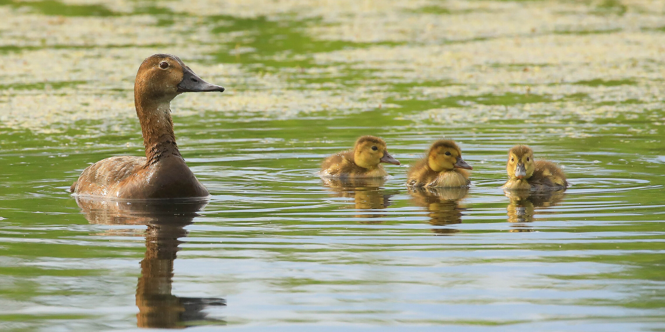 Гордая мамашка