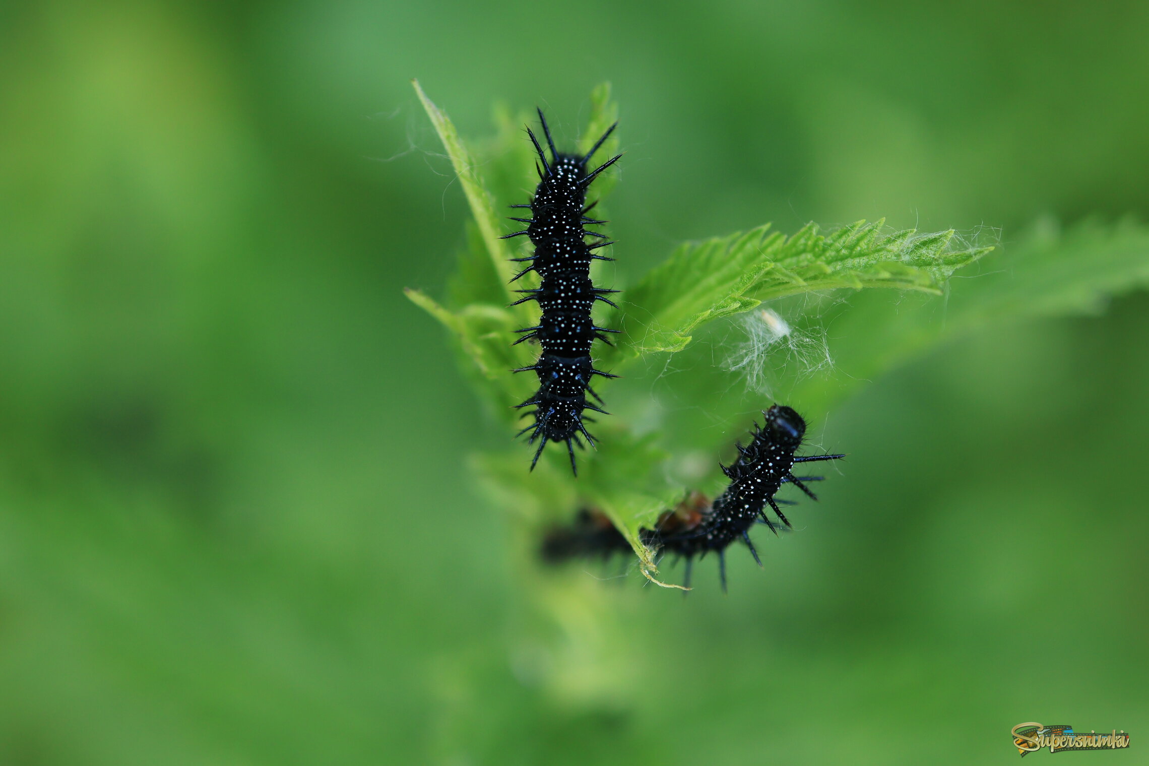 684d585af0835c43556389b1