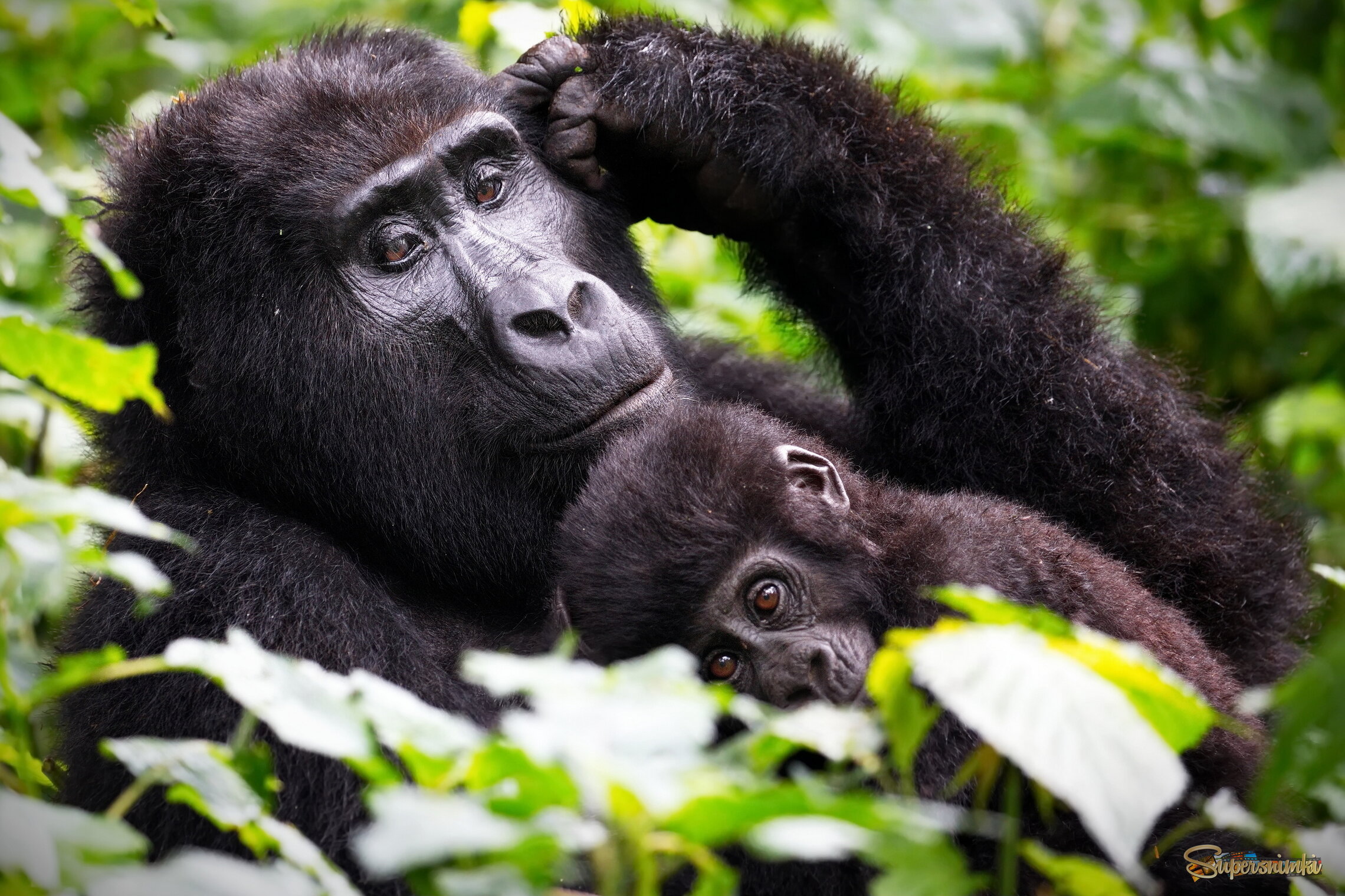 Спят усталые игрушки...