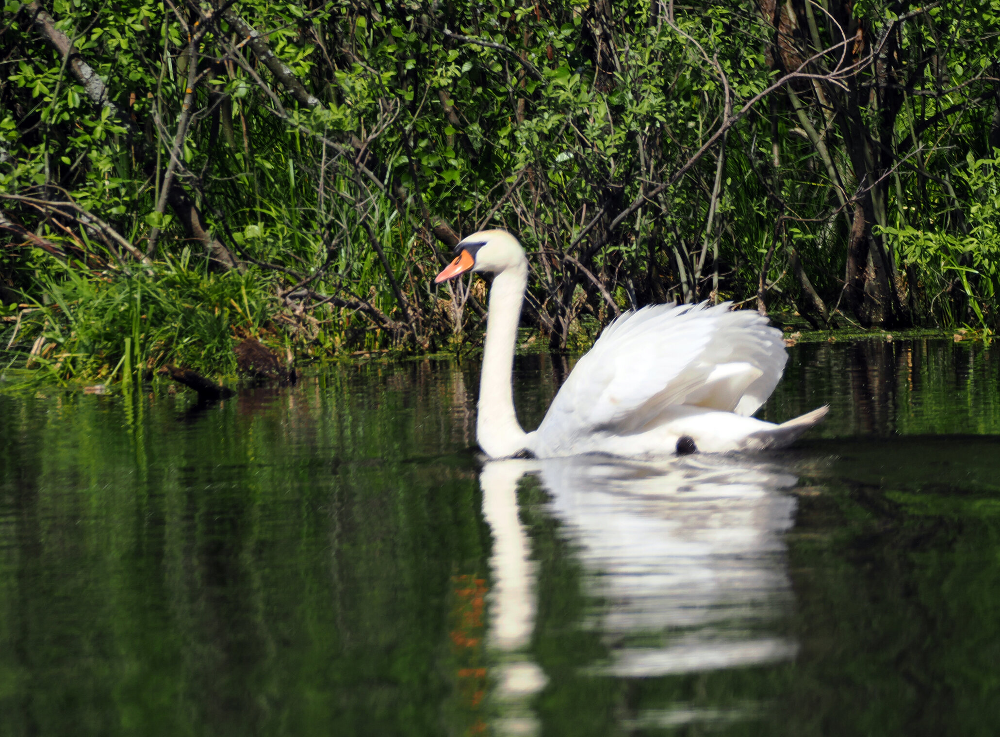Лебедь-шипун.