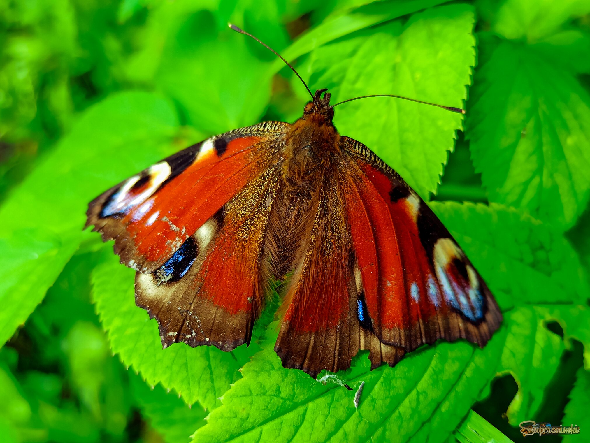 Павлиний глаз 