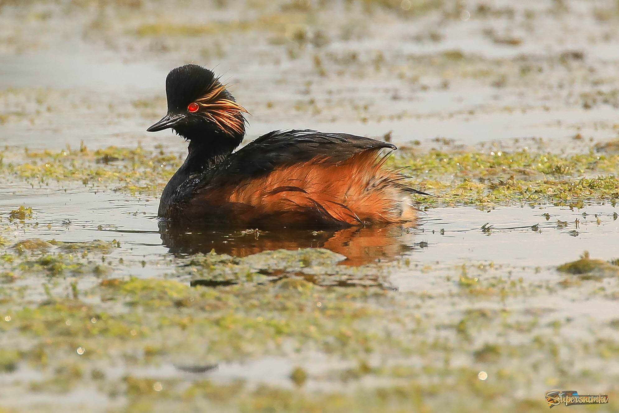 Надо перья подсушить