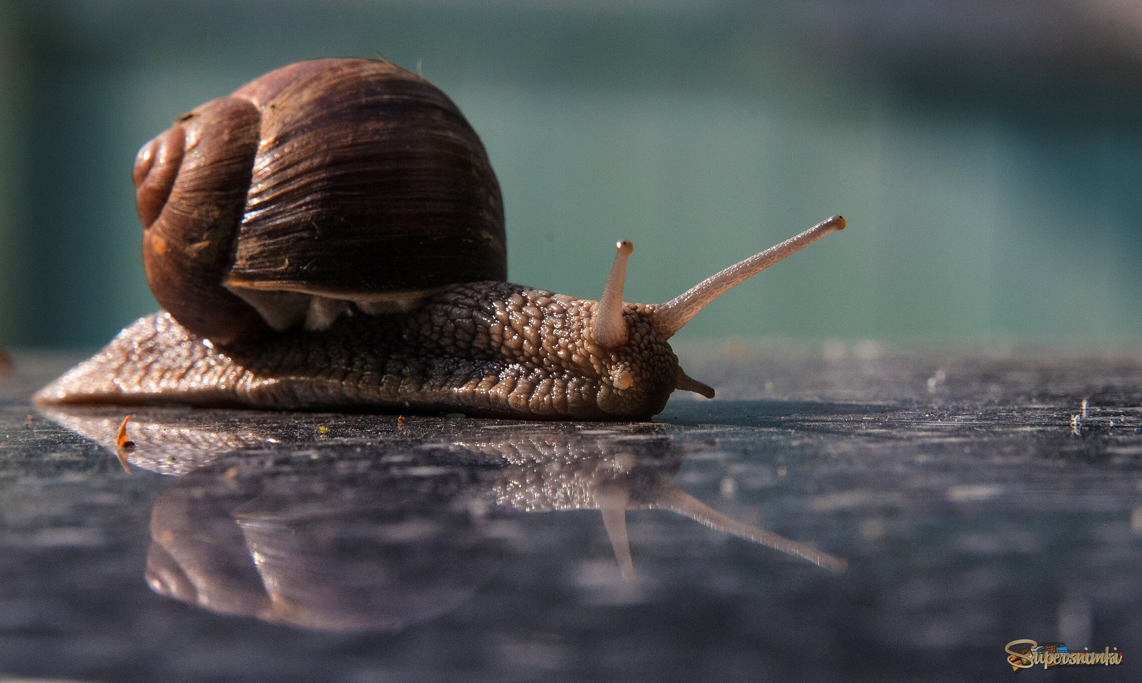 Путешествие улитки.