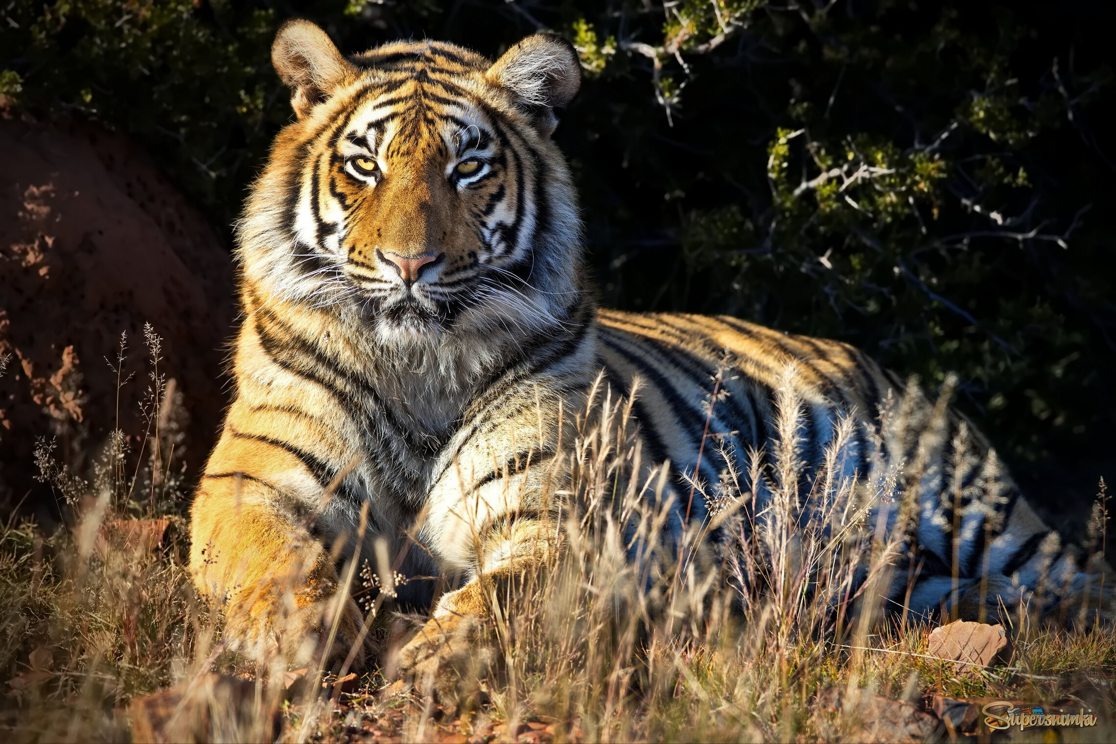 Глаза в глаза