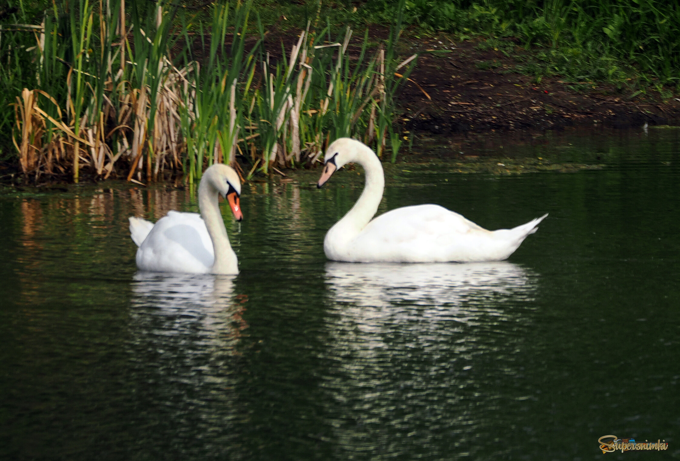 А может это любовь?