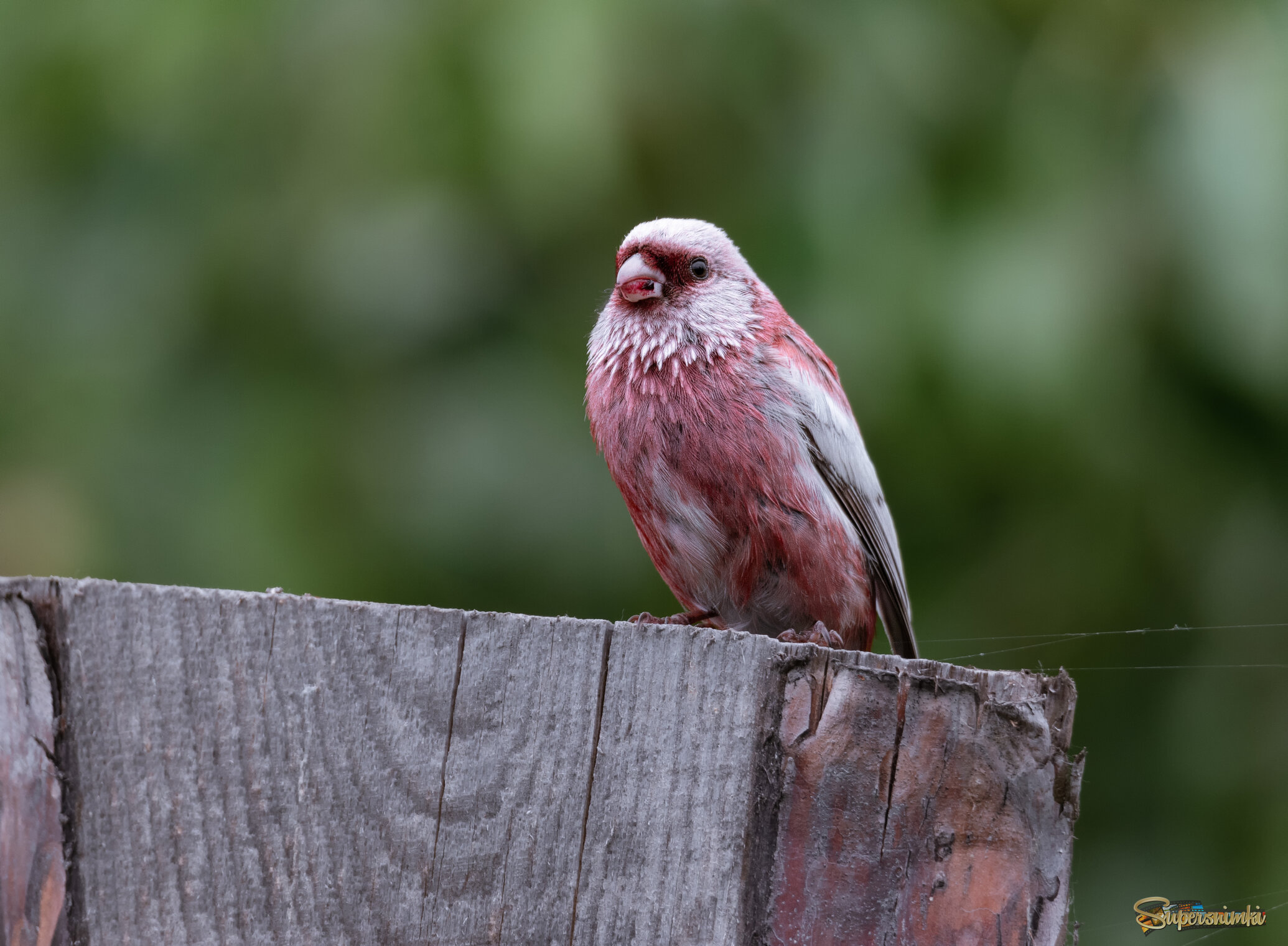 НЕОЖИДАННЫЙ ТРОФЕЙ