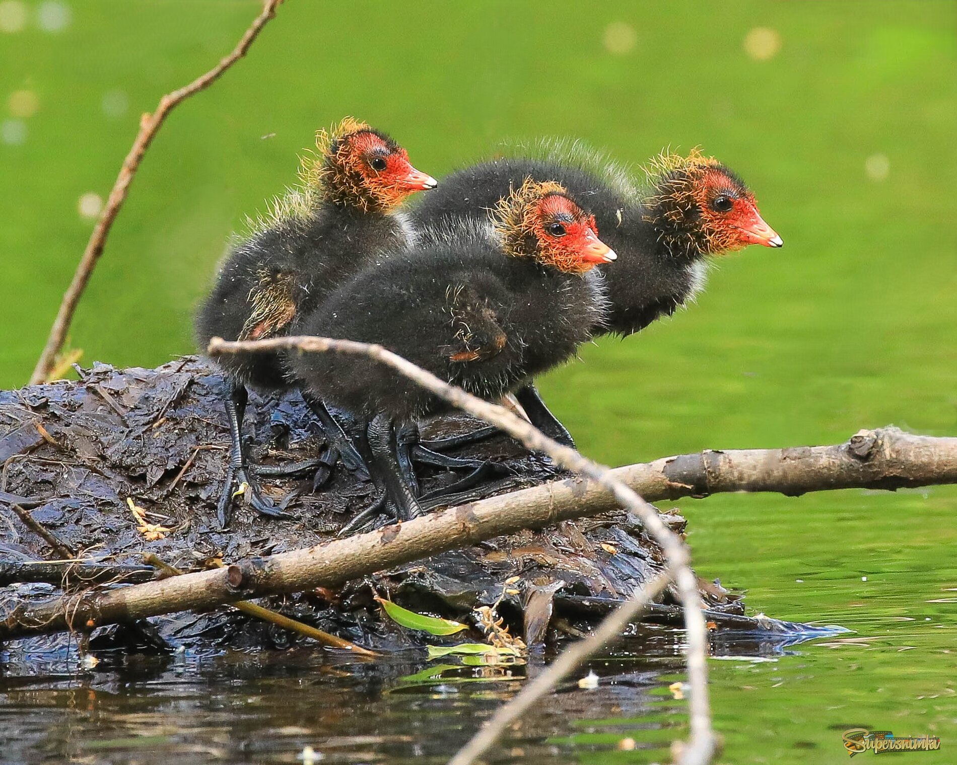 Трое из ларца