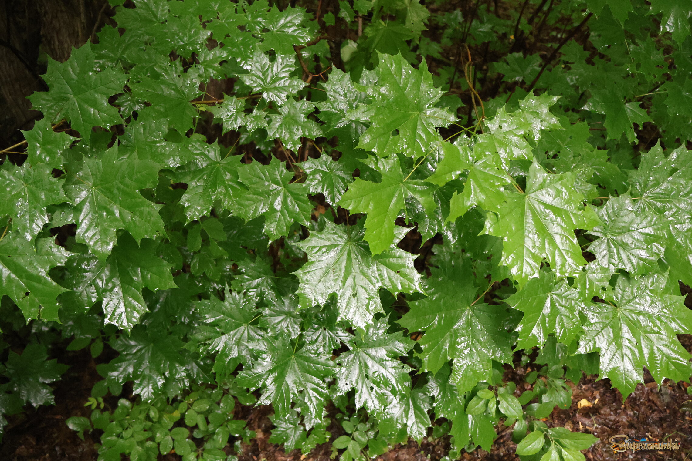 684d425979bee38dd06389ae