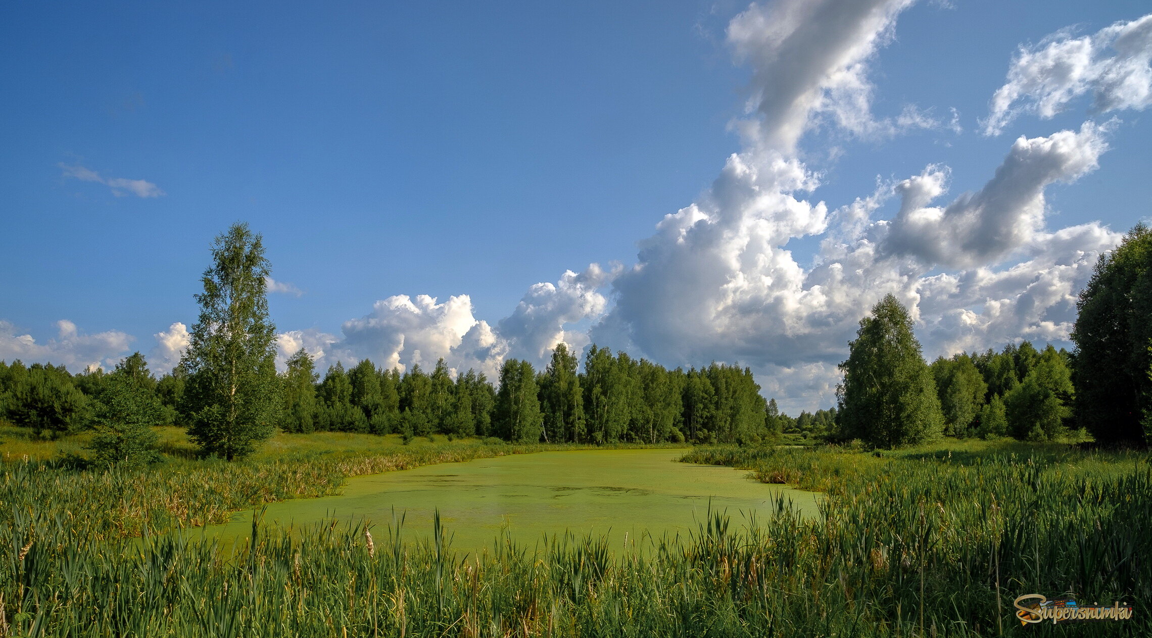Белокрылые лошадки