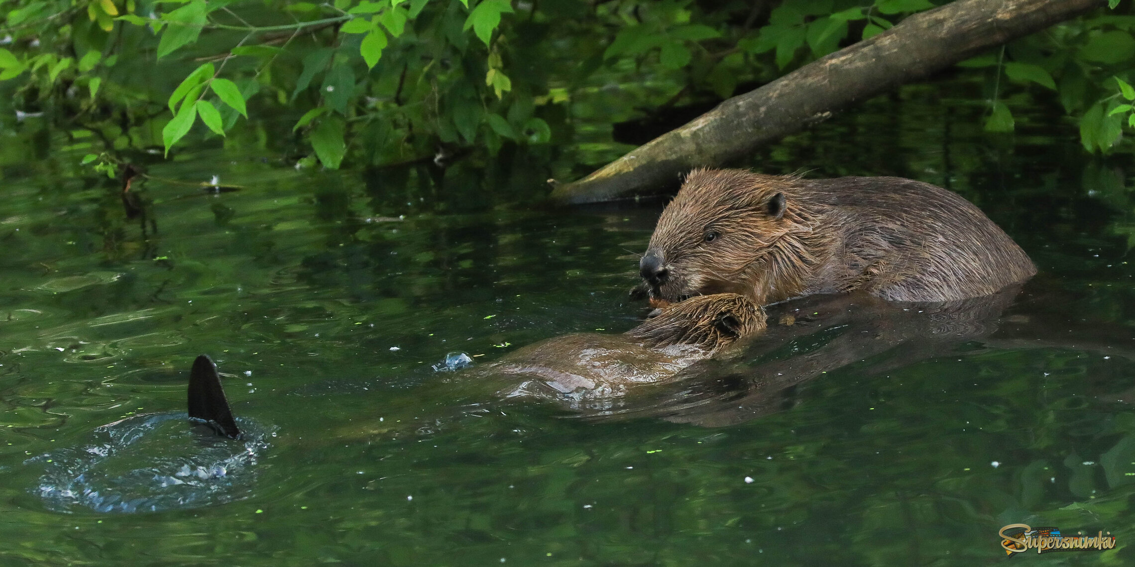 Маменькин сынок