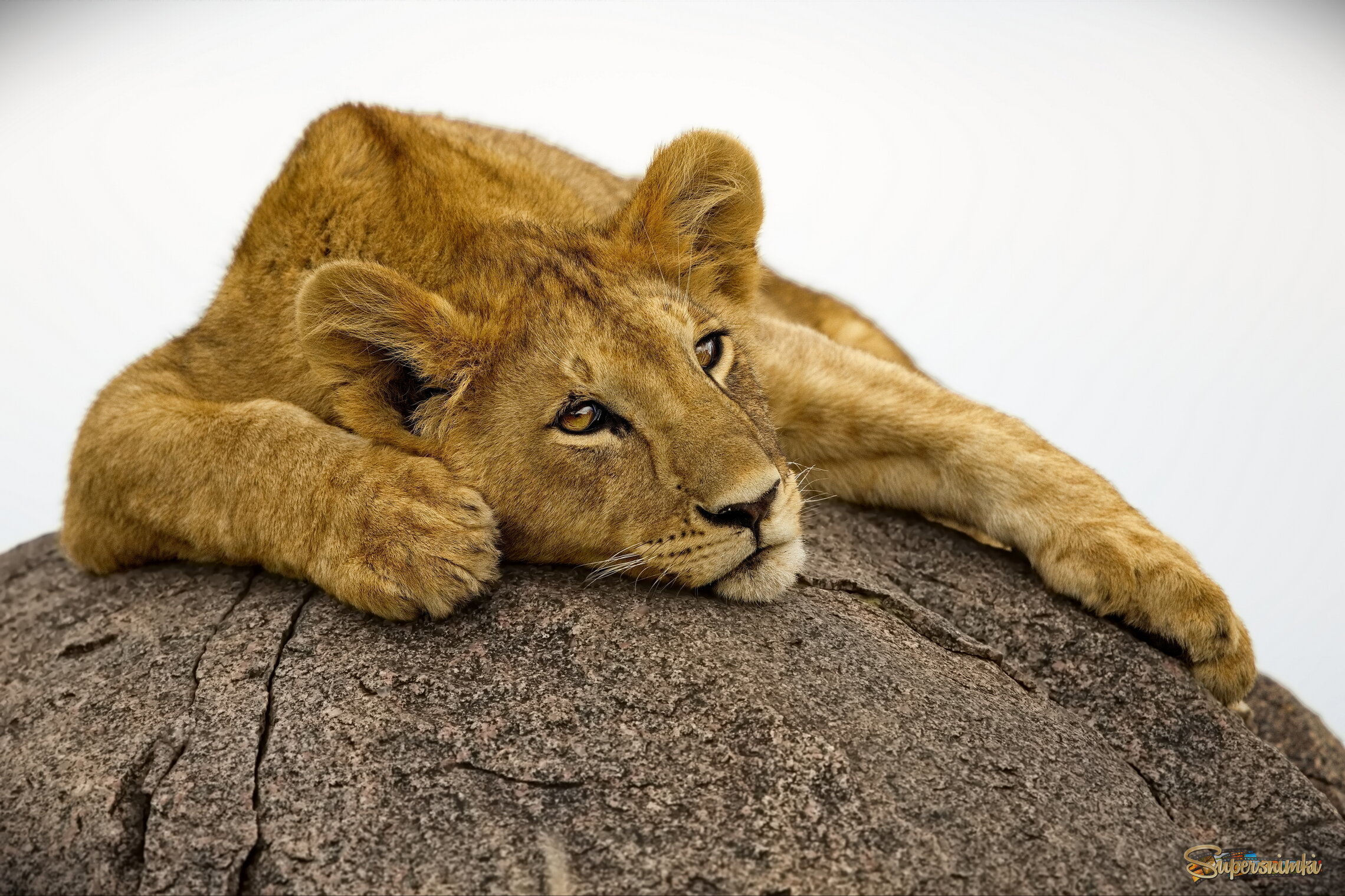 Размышления о Будущем