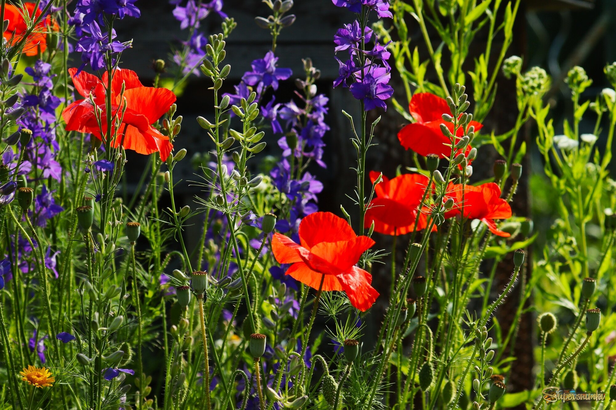 Полевые цветы