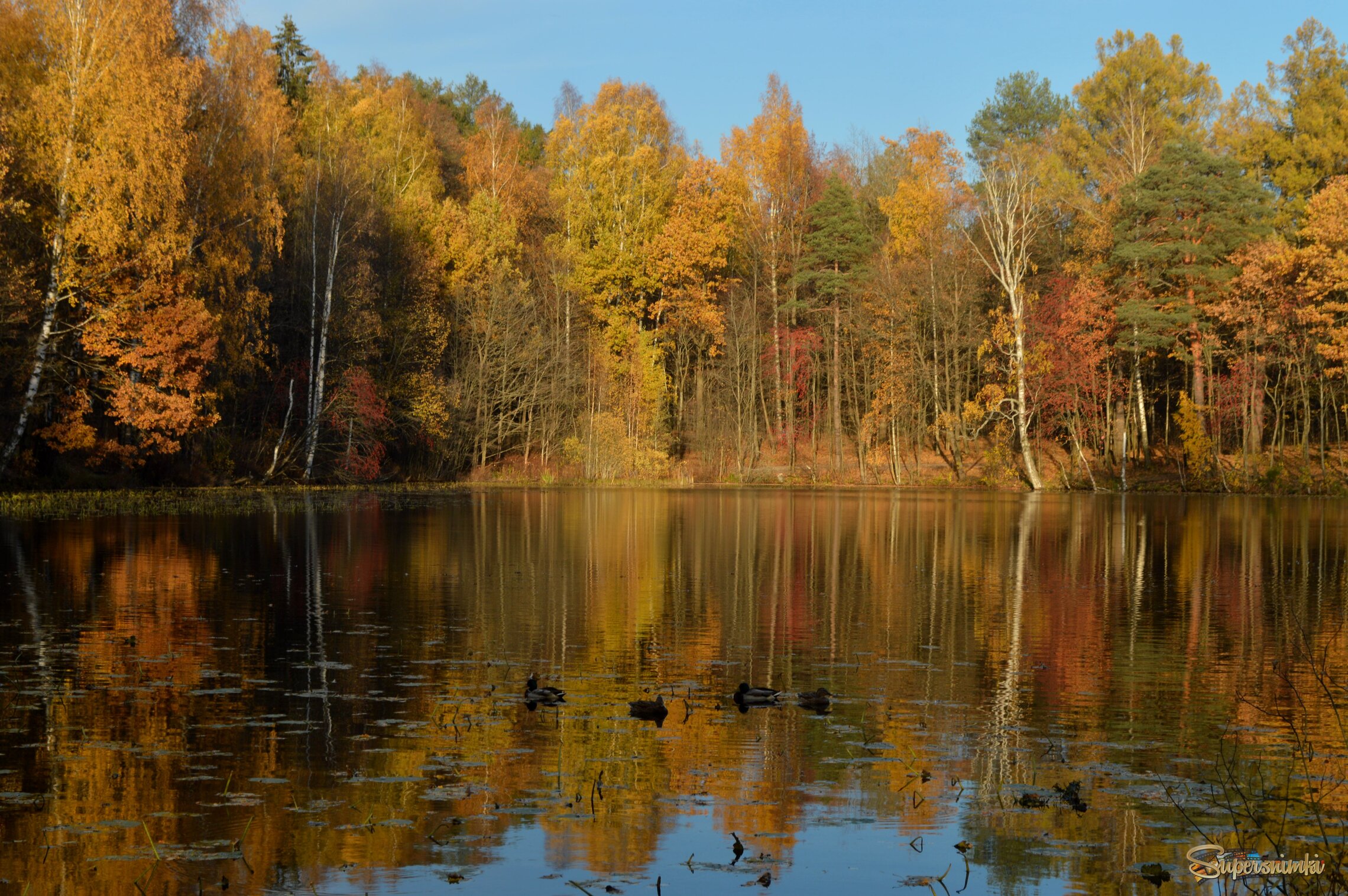 В тихой заводи 