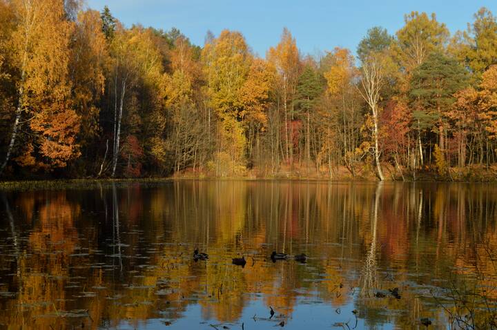 В тихой заводи 