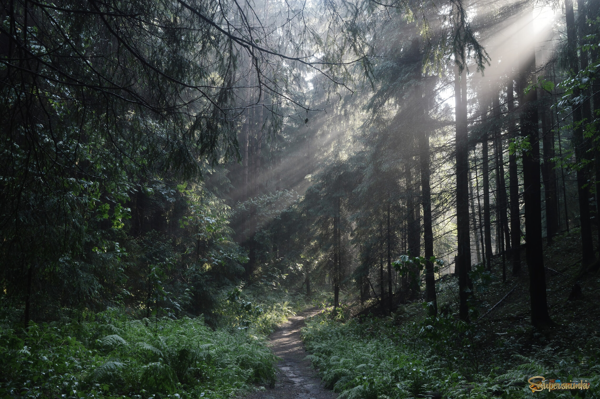 Лесными тропами......