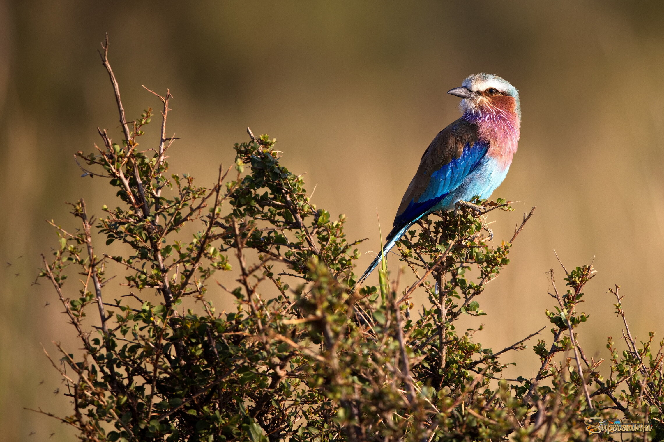 В утреннем солнце