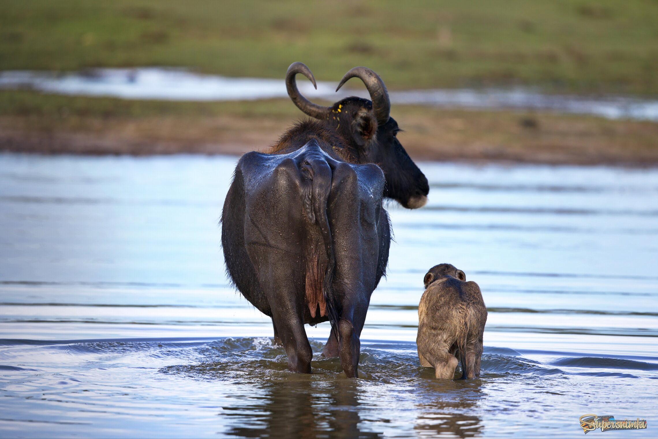 Под присмотром