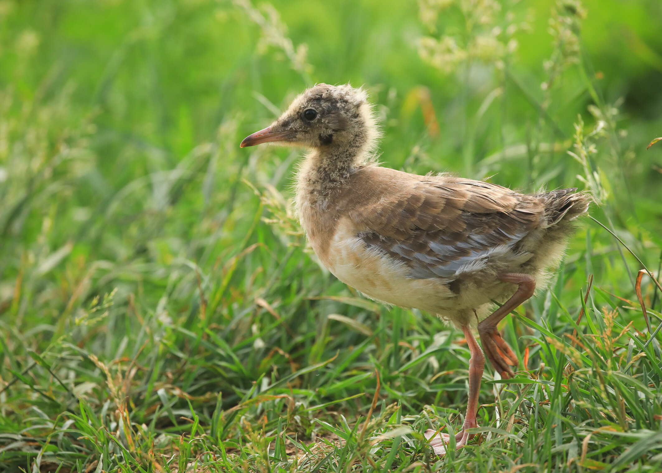 Куда бежать?