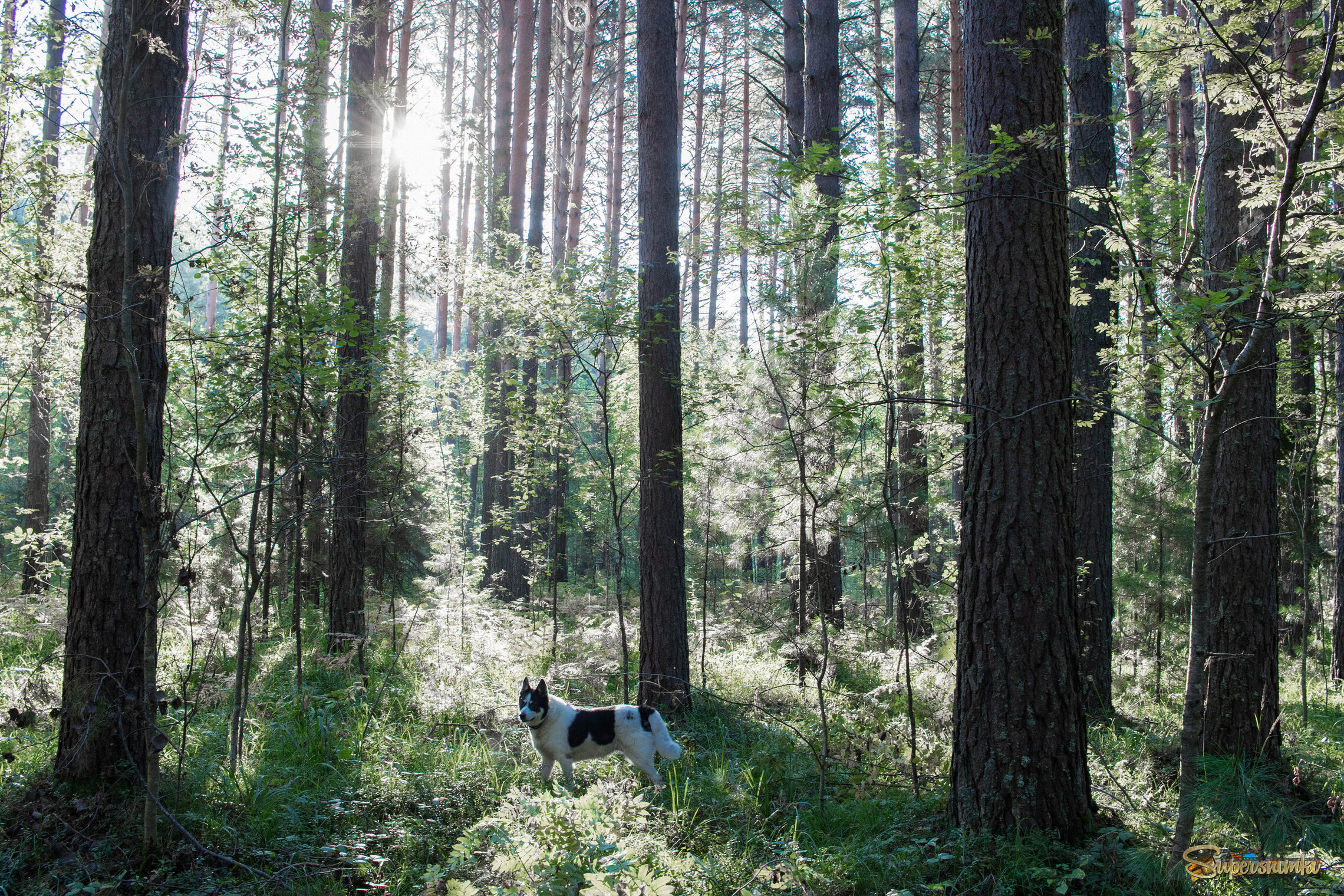 Солнечный лес