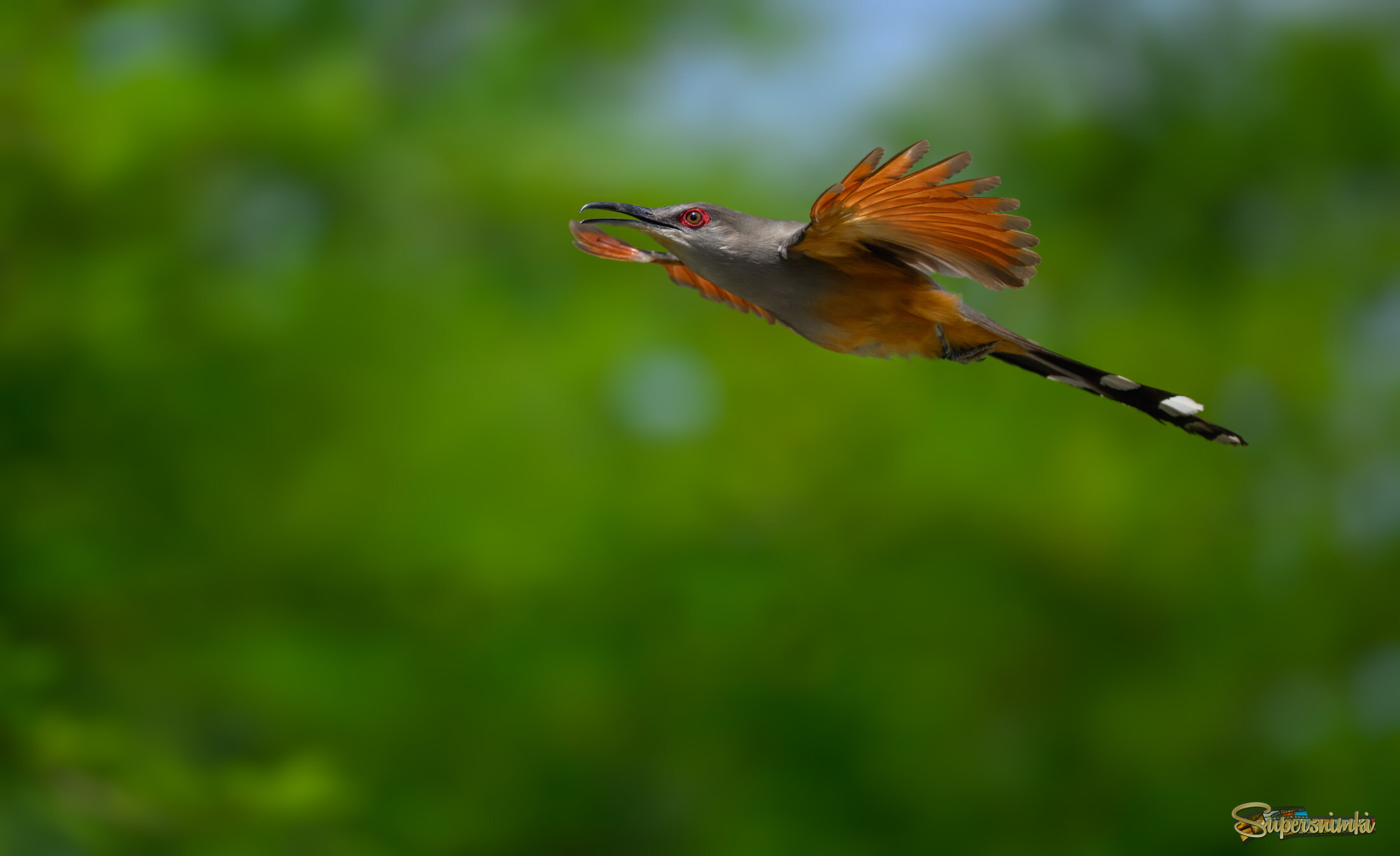 Hispaniolan Lizard-Cuckoo