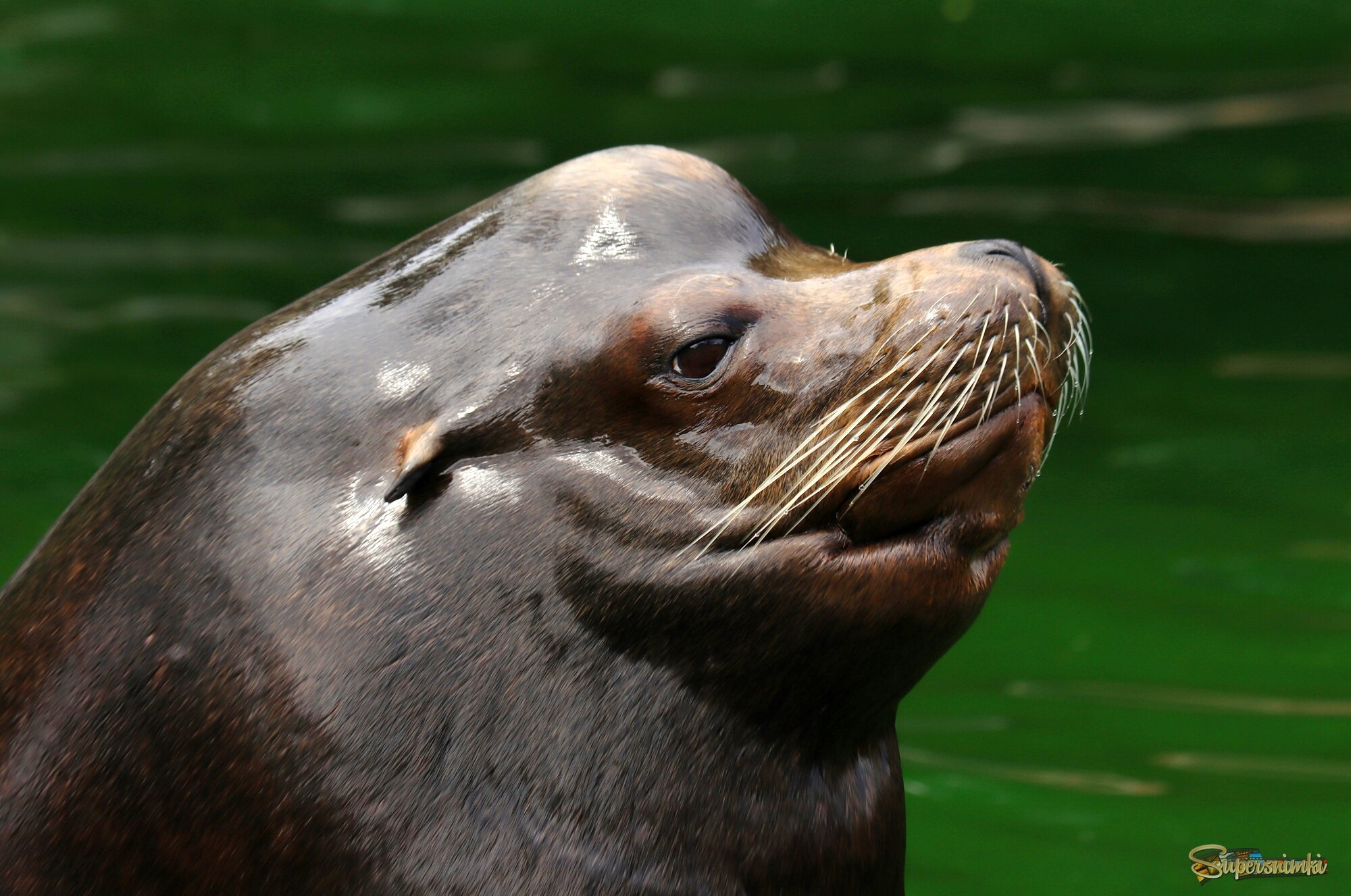 Сивуч в профиль