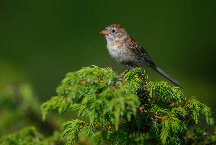 Field sparrow