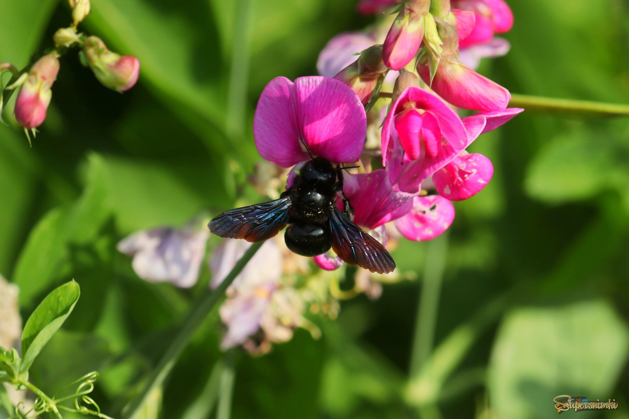 Любитель горошка