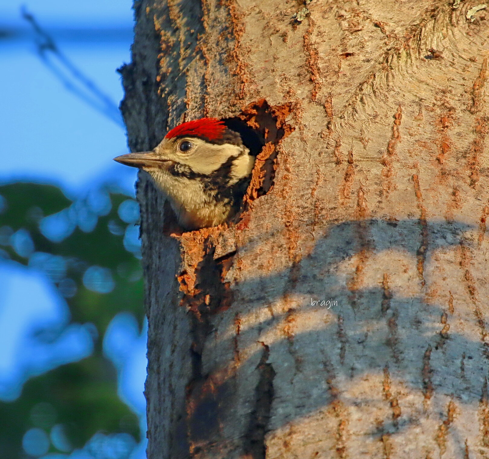 вечер в лесу