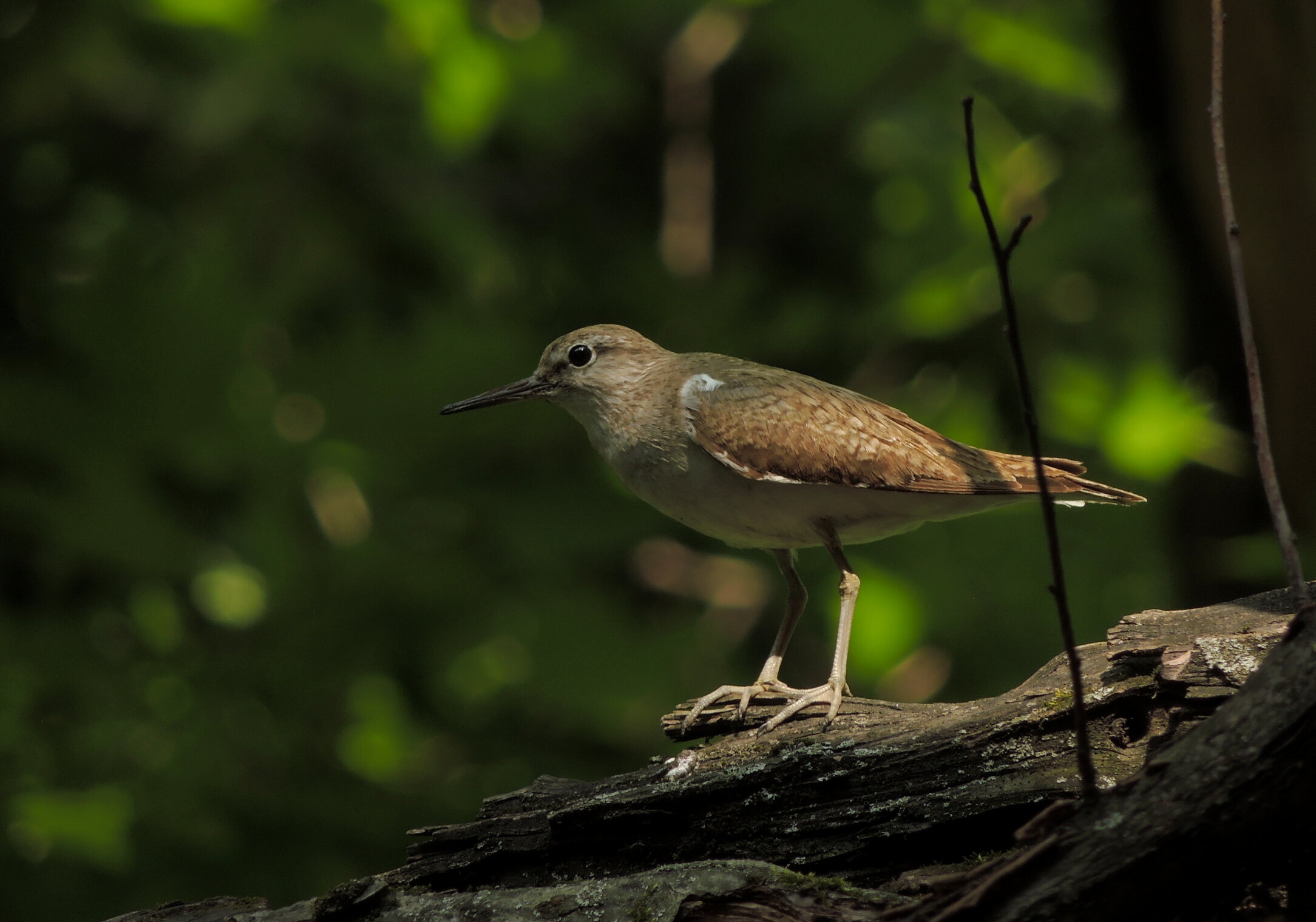 Кулик-перевозчик