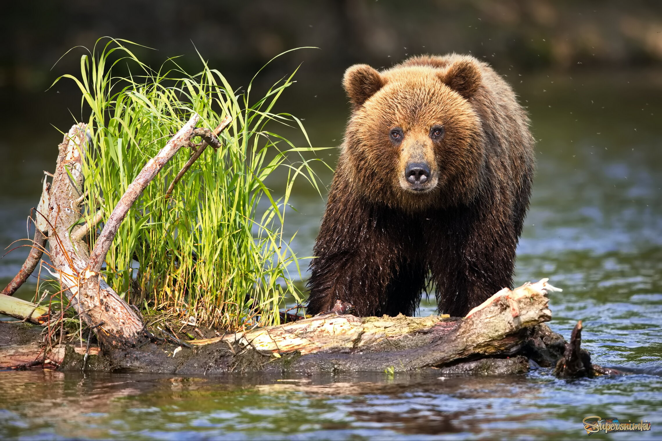 Любопытство