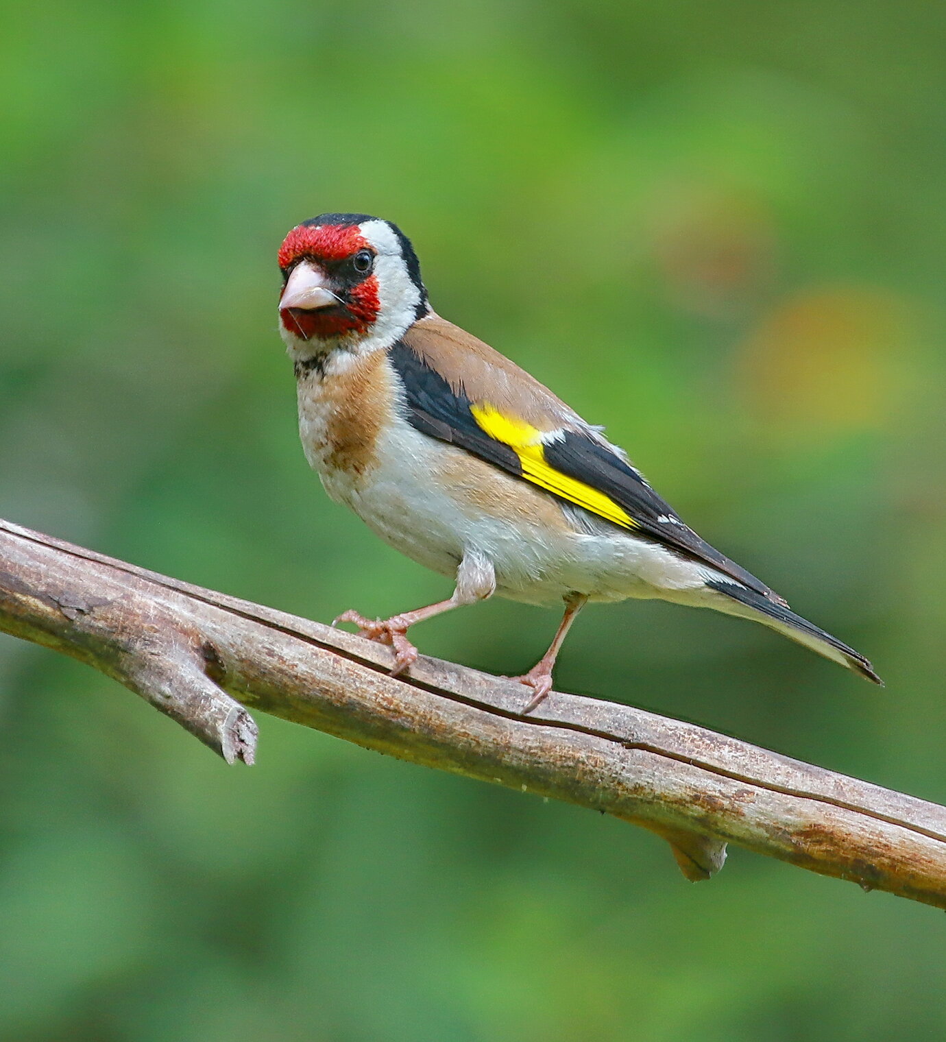 ...деловой ...