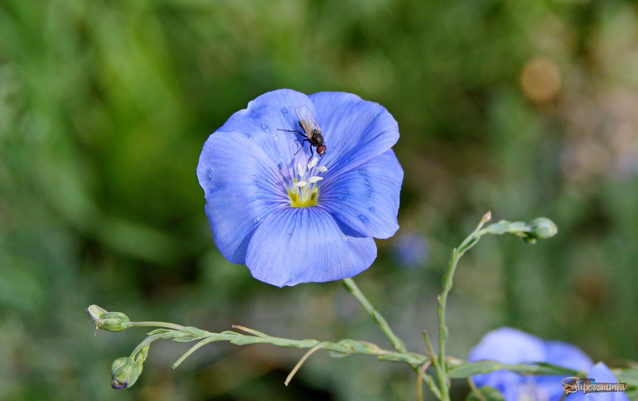 Ленок декоративный.