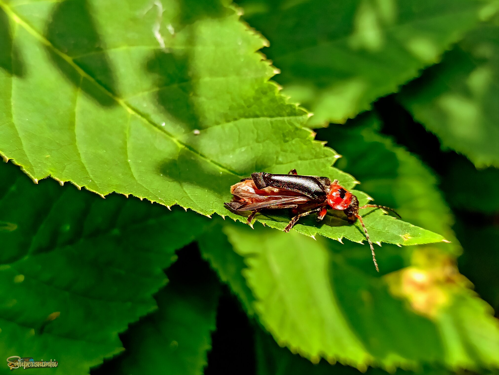 Жук - пожарник или мягкотелка 