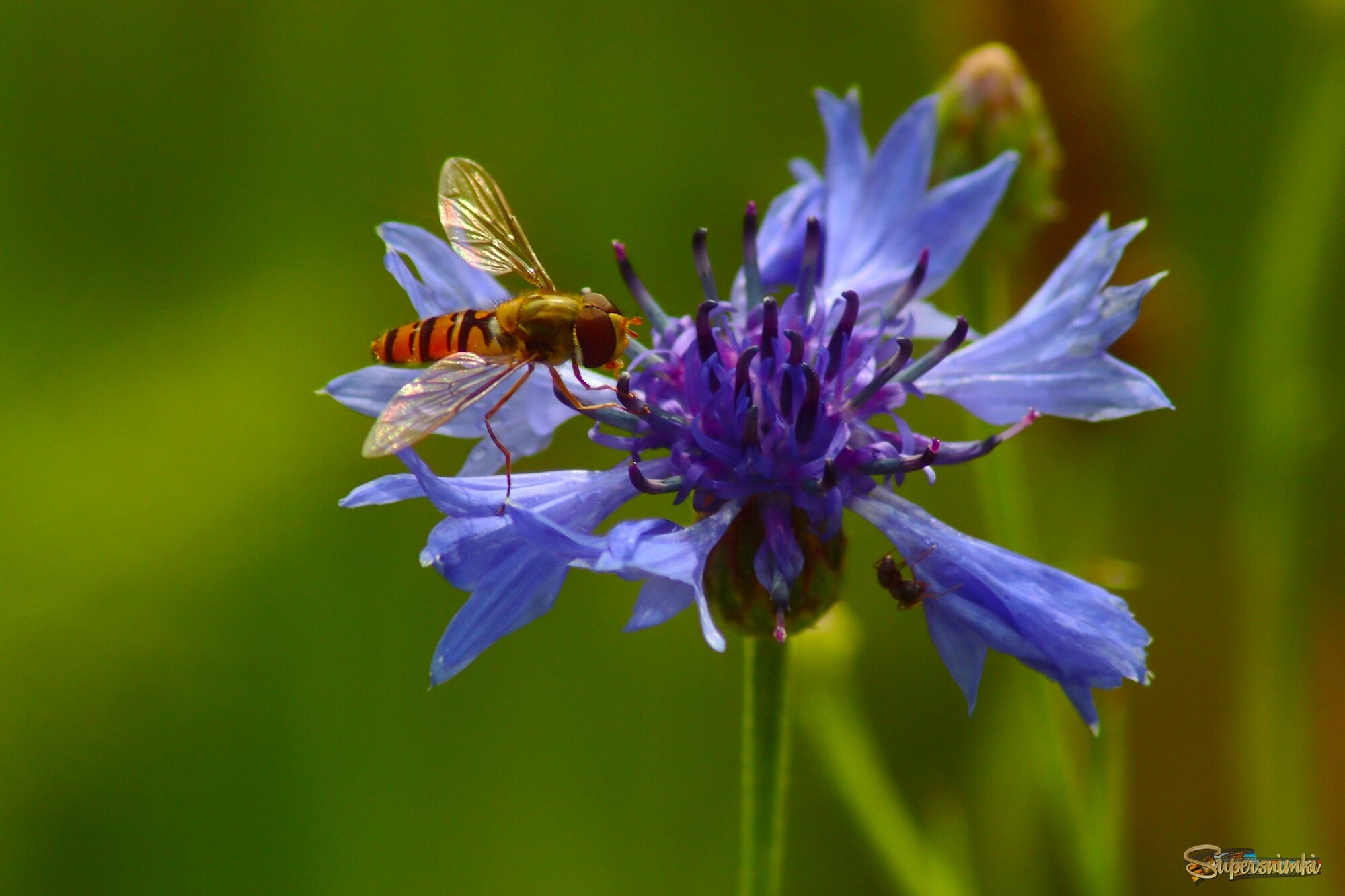 Утро василька