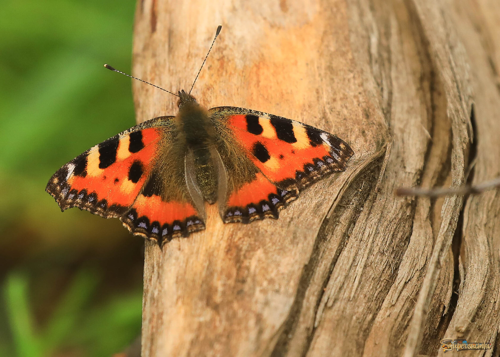 На старом дереве